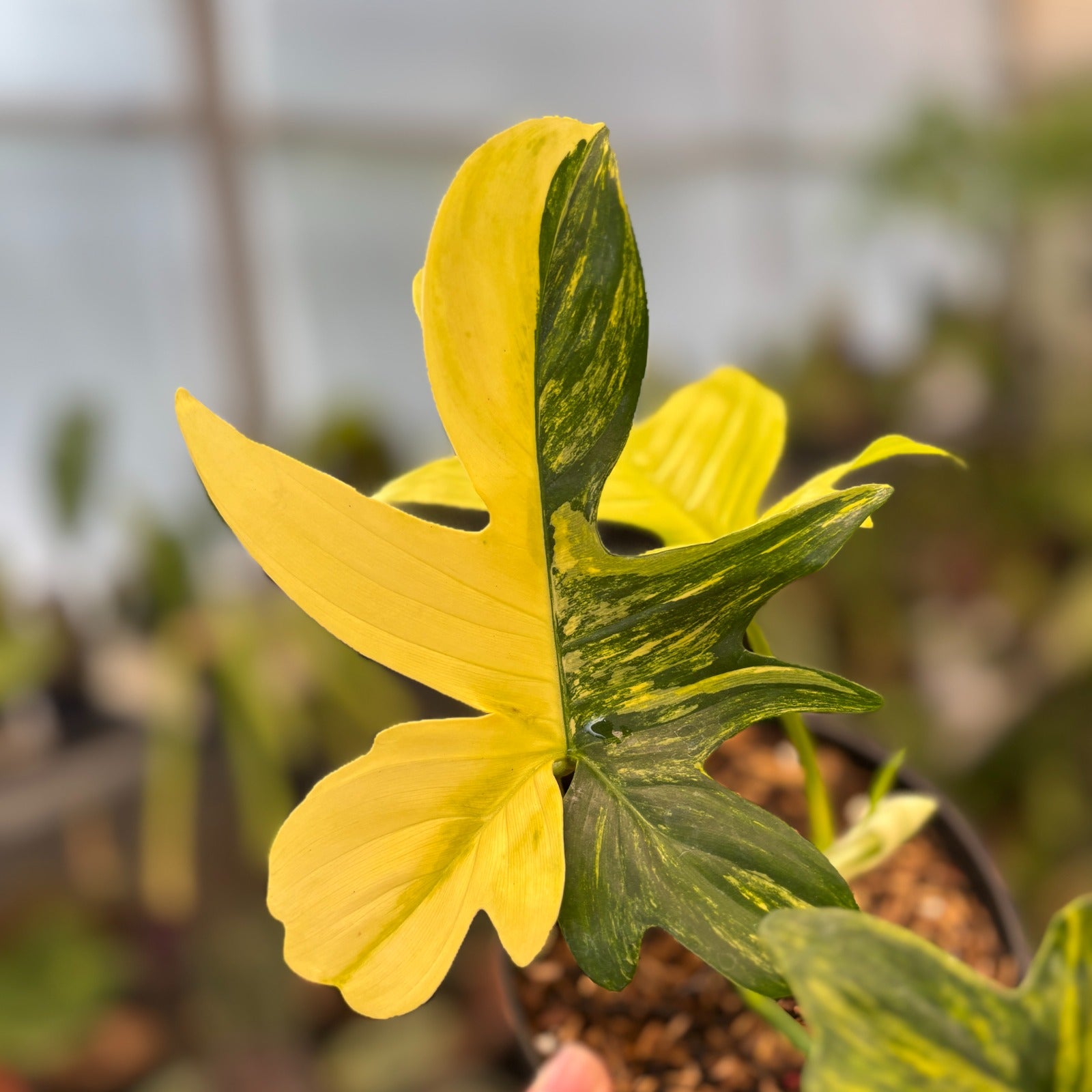 RP83-9 Philodendron Pedatum Variegated