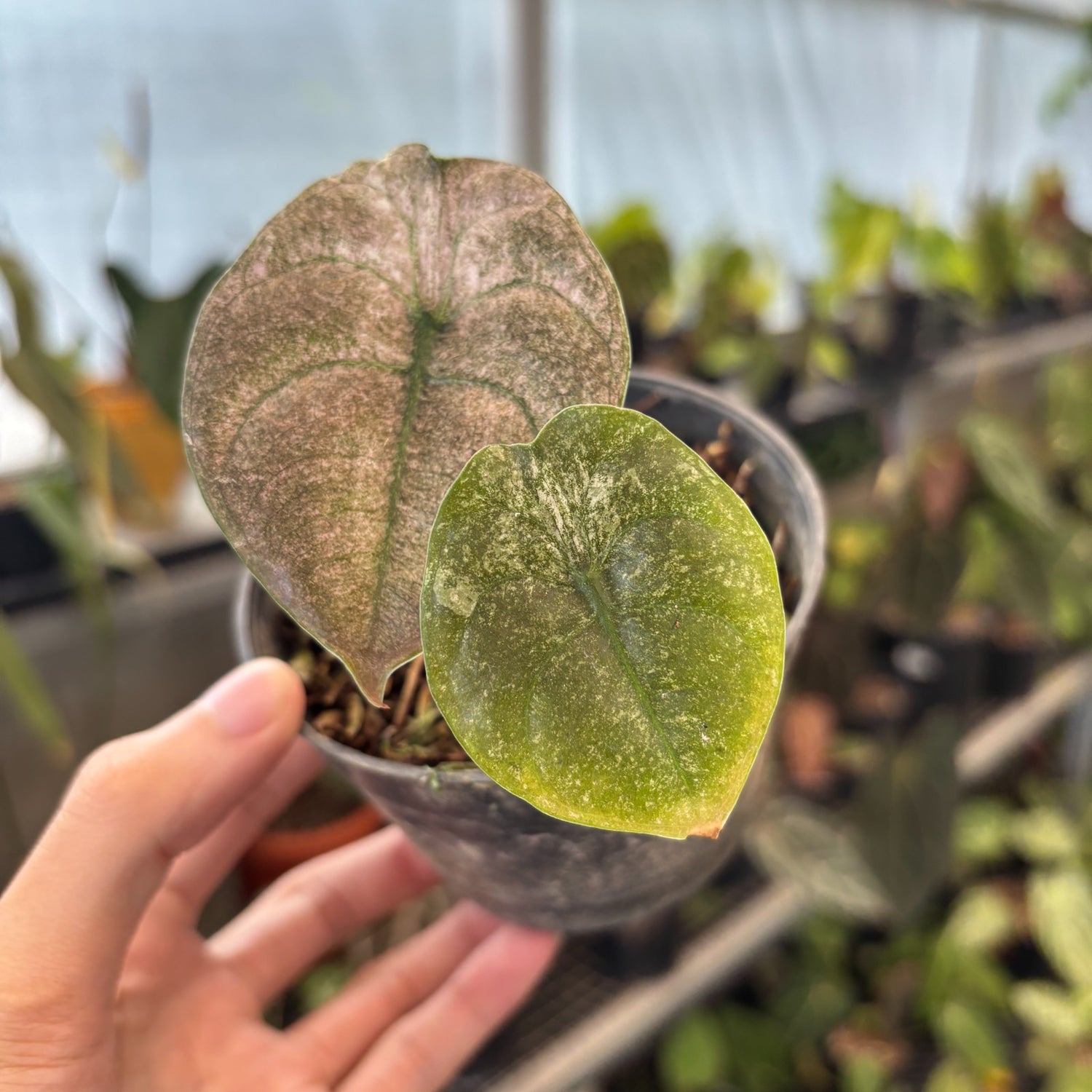 RP86-9 Alocasia Cuprea Pink Mint Variegated