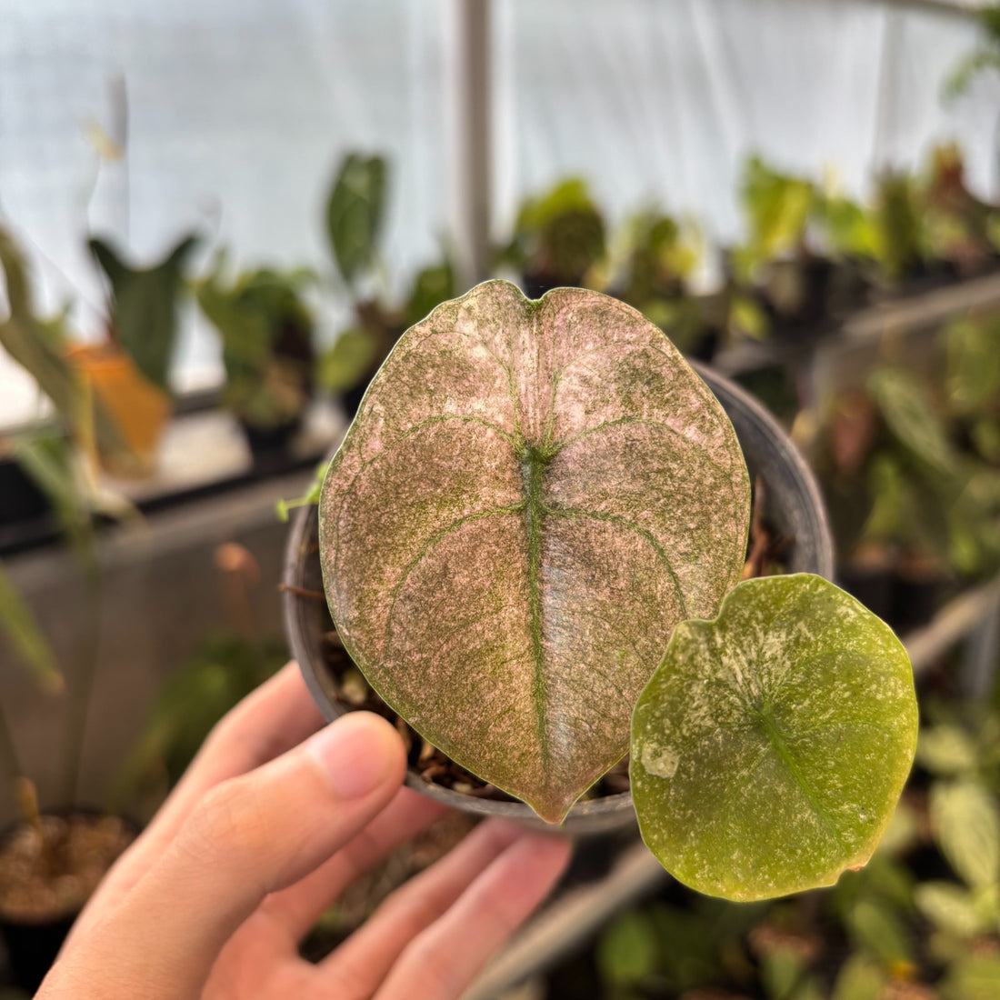 RP86-9 Alocasia Cuprea Pink Mint Variegated