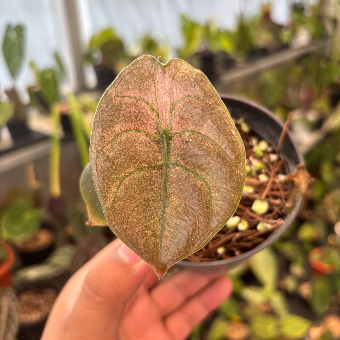 RP87-9 Alocasia Cuprea Pink Mint Variegated