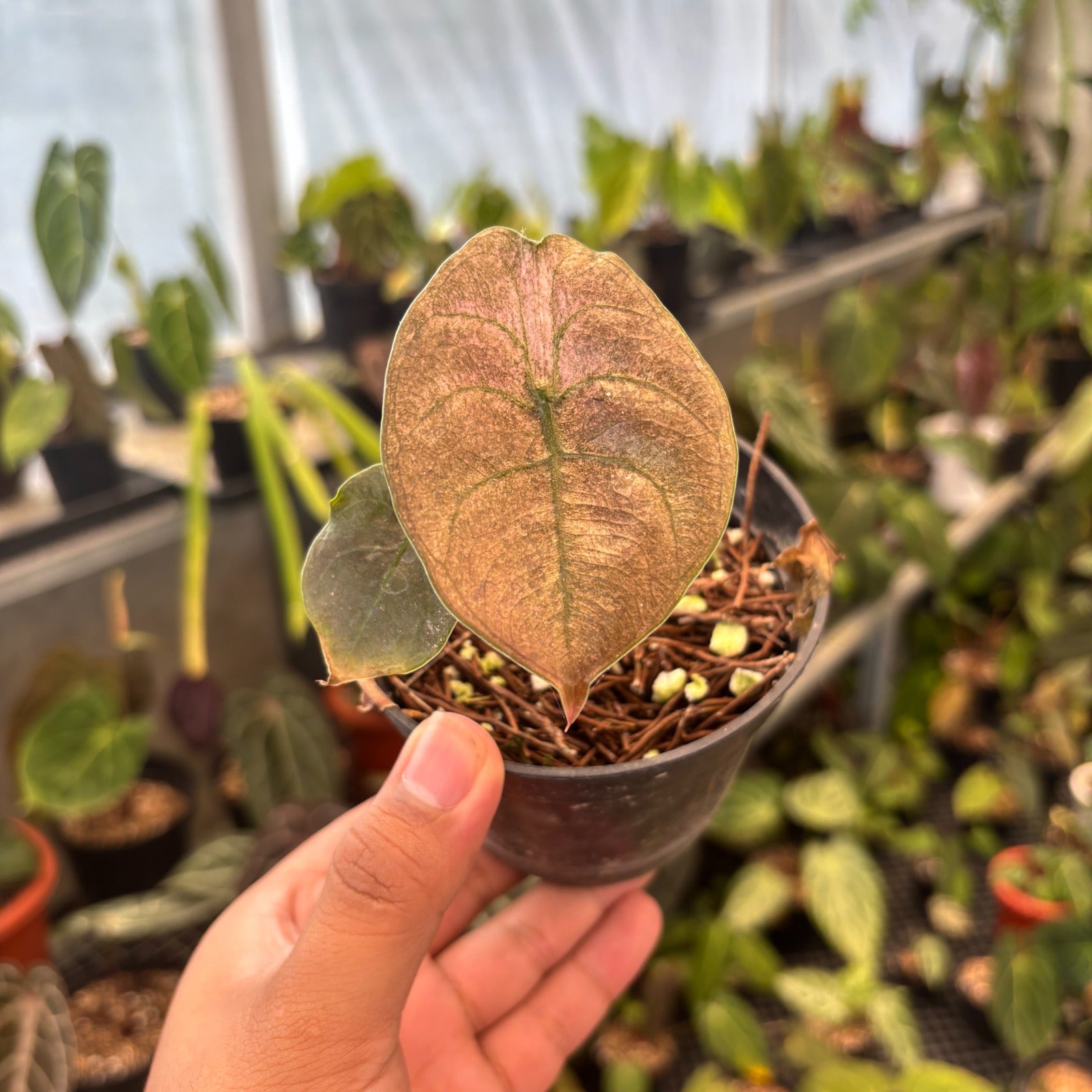 RP87-9 Alocasia Cuprea Pink Mint Variegated