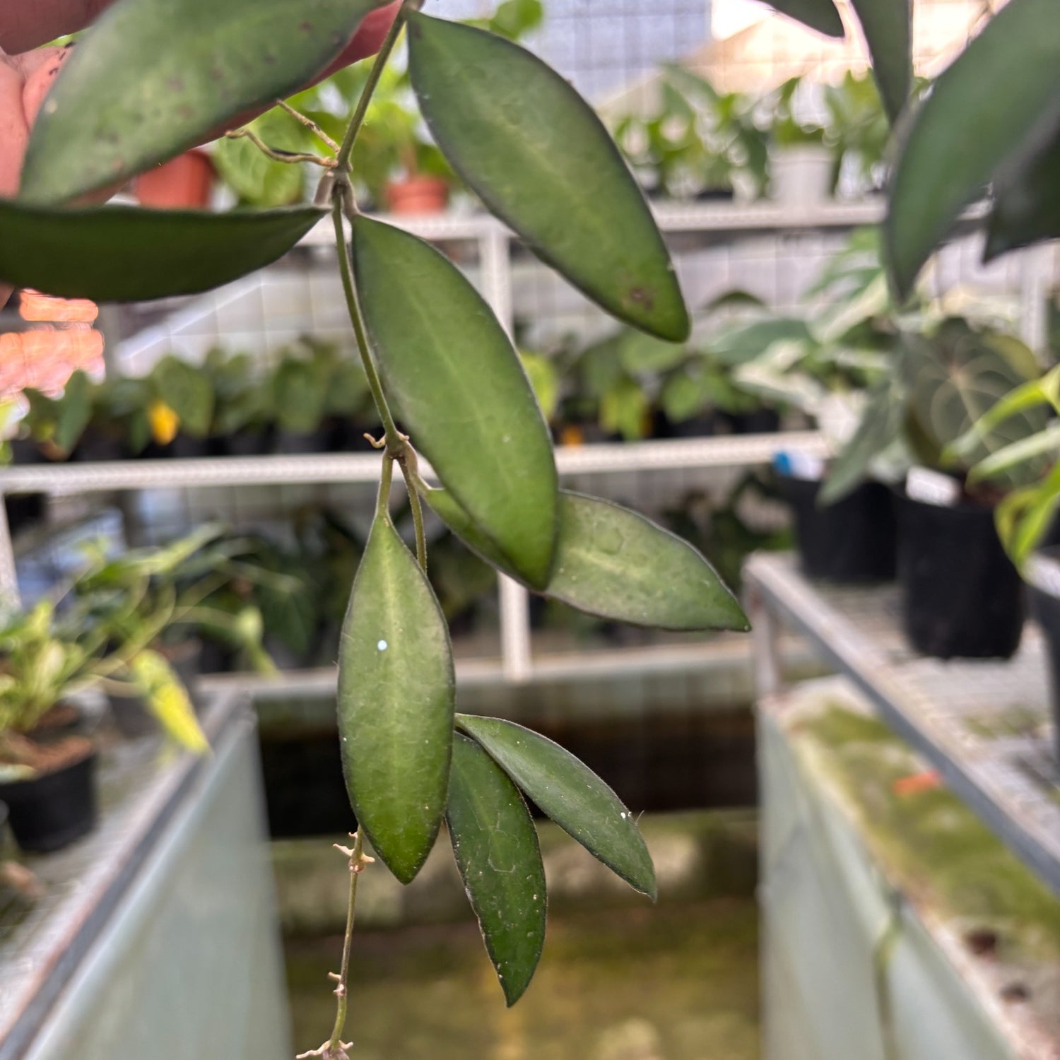 RP113-9 Hoya Rosita