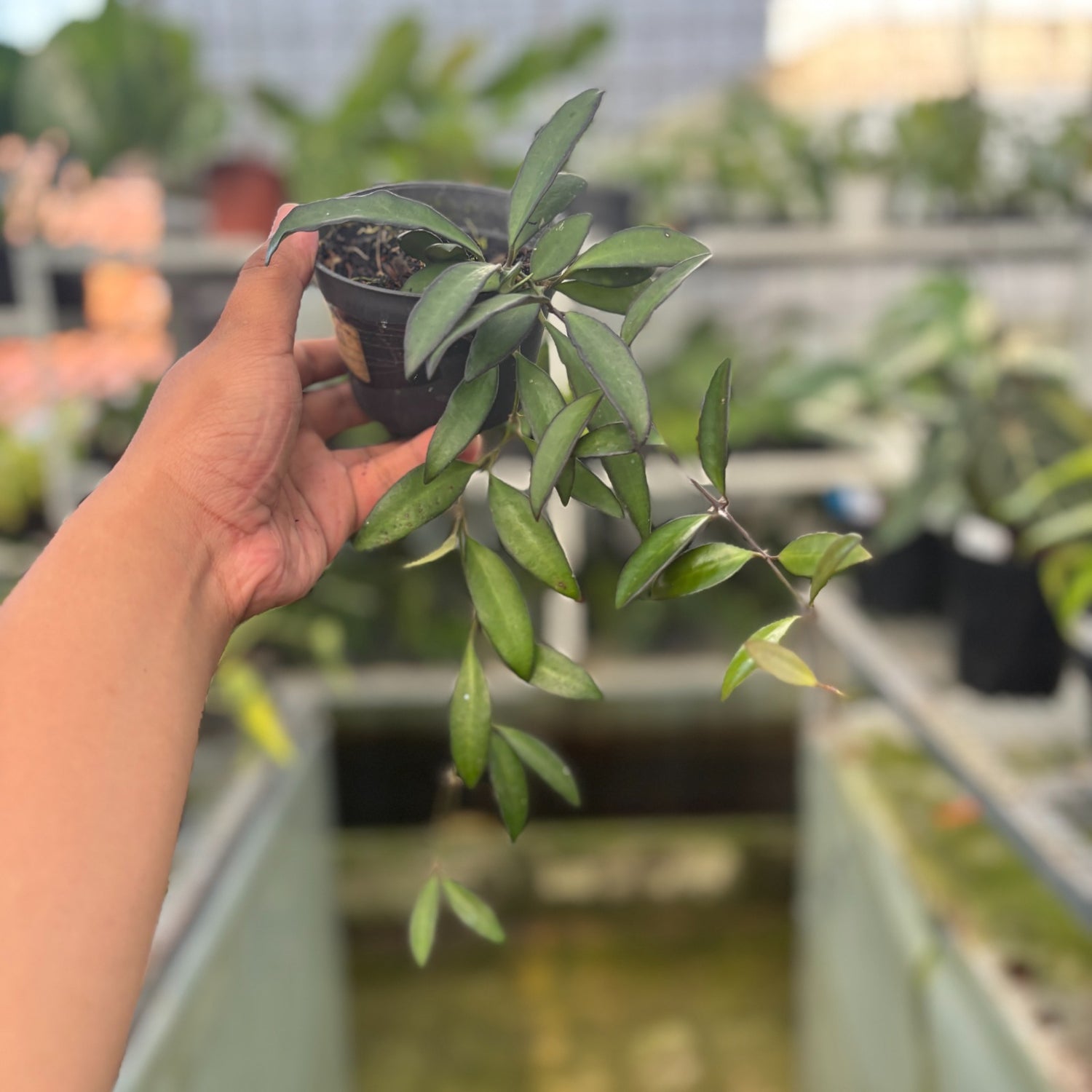 RP113-9 Hoya Rosita