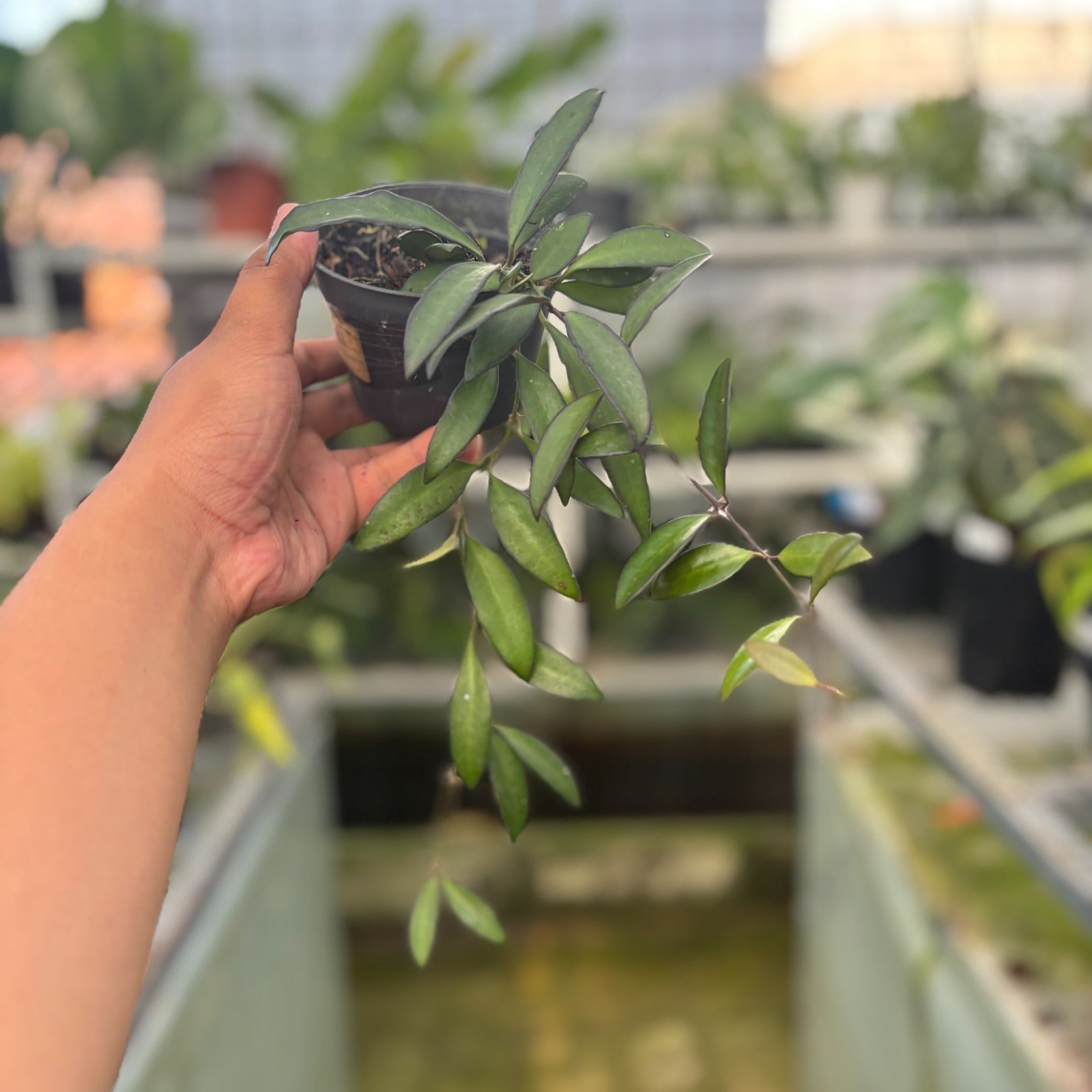 RP113-9 Hoya Rosita