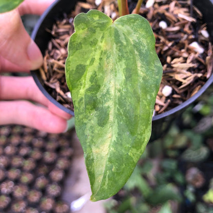 Anthurium Portilae indo x Forgetti Variegated