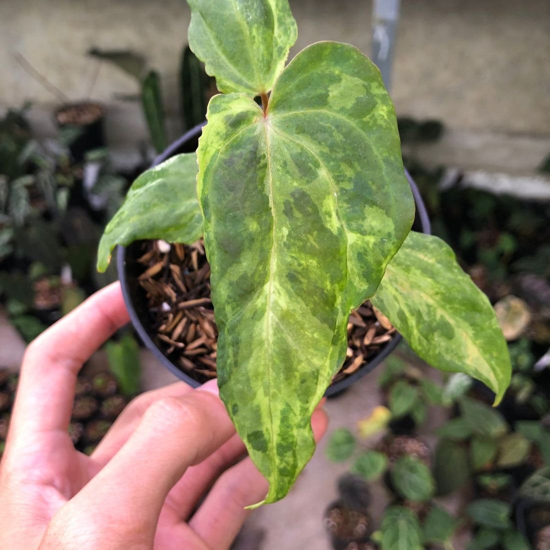Anthurium Portilae indo x Forgetti Variegated
