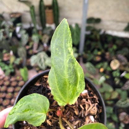 Anthurium Portilae indo x Forgetti Variegated
