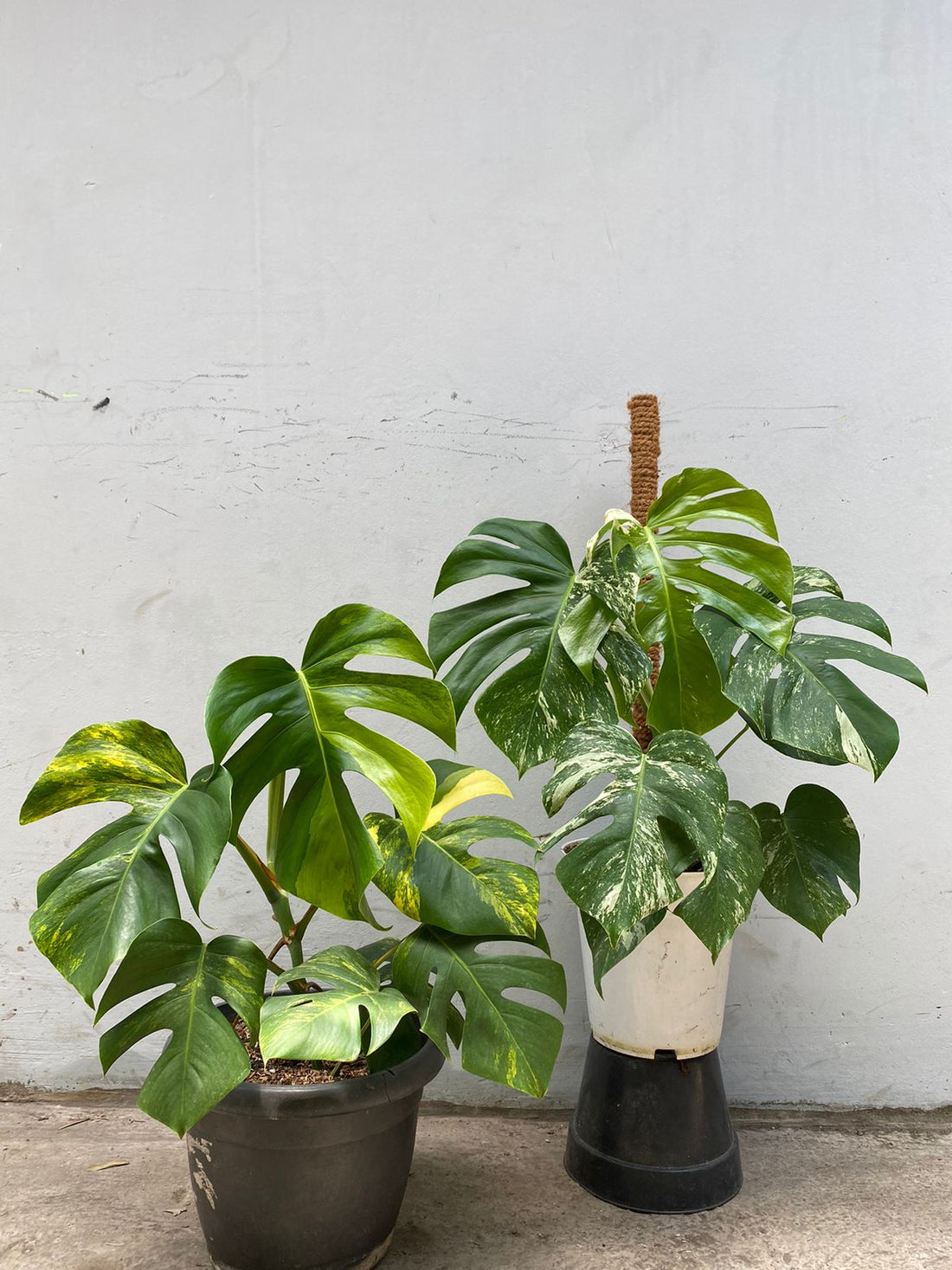 RP45-10	Monstera Marmorata variegated &amp; Monstera Albo Variegated Lush