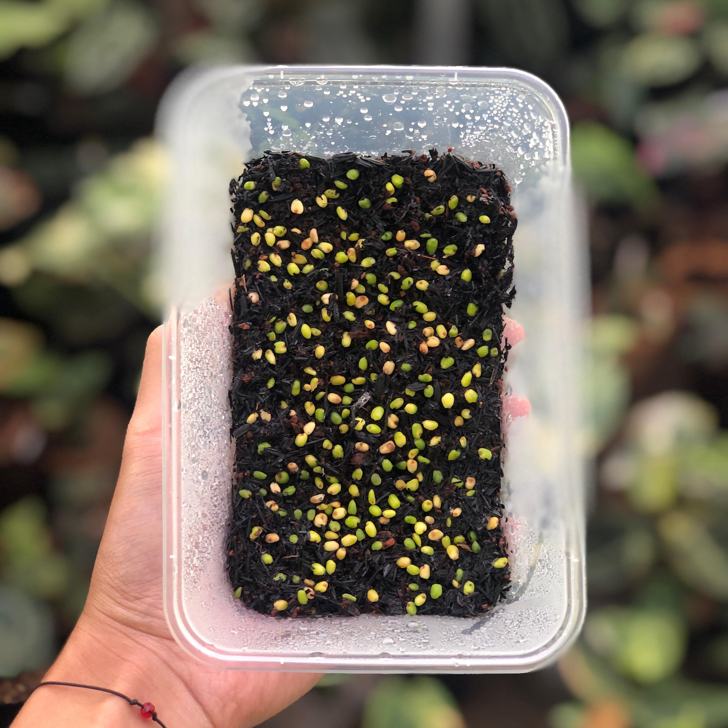 Anthurium Fortsherman x (Silver Blush x Self) Seed (5 pcs)