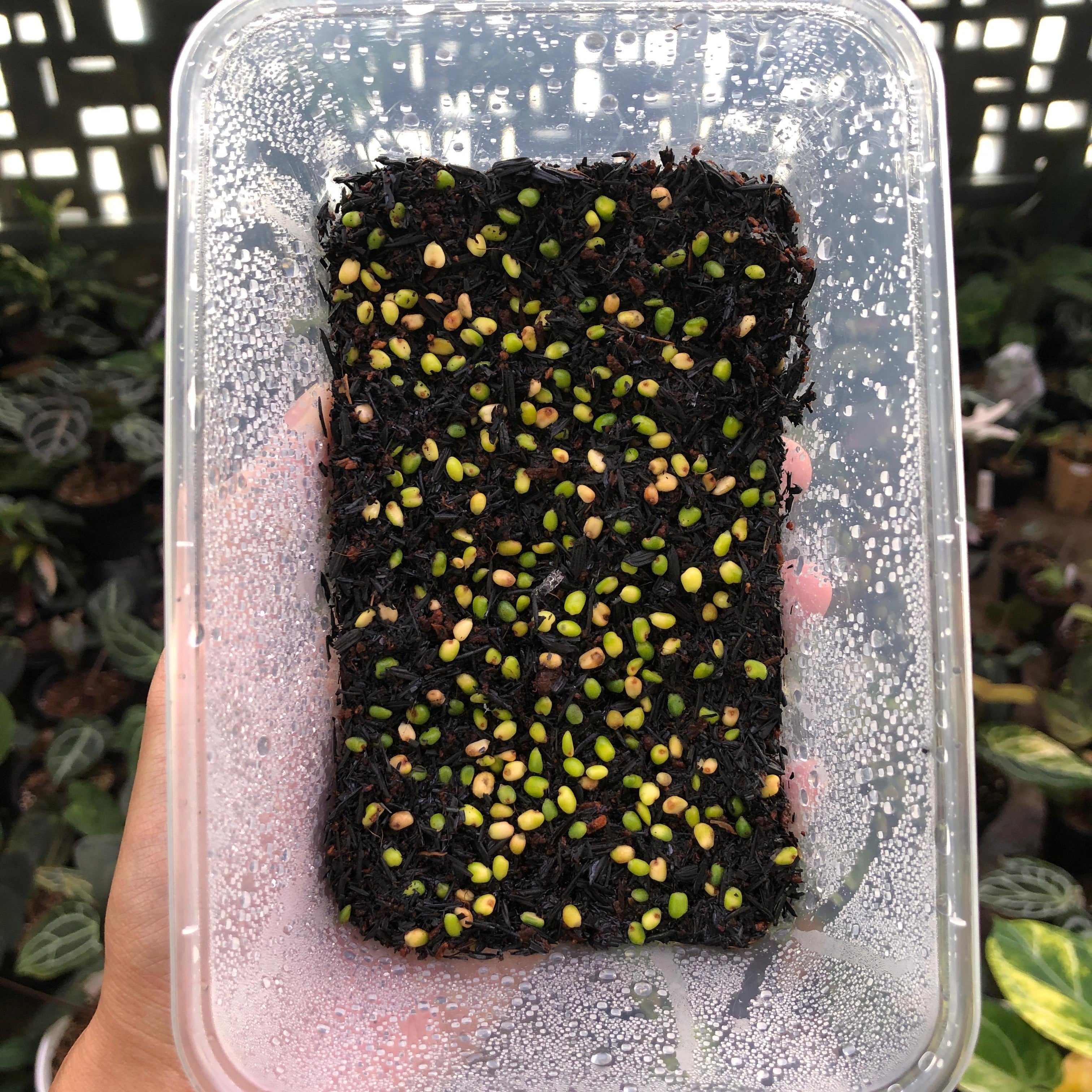 Anthurium Fortsherman x (Silver Blush x Self) Seed (5 pcs)