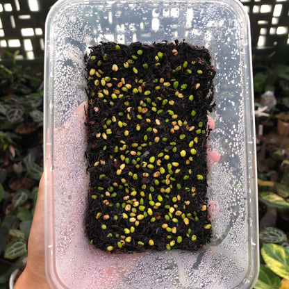 Anthurium Fortsherman x (Silver Blush x Self) Seed (5 pcs)