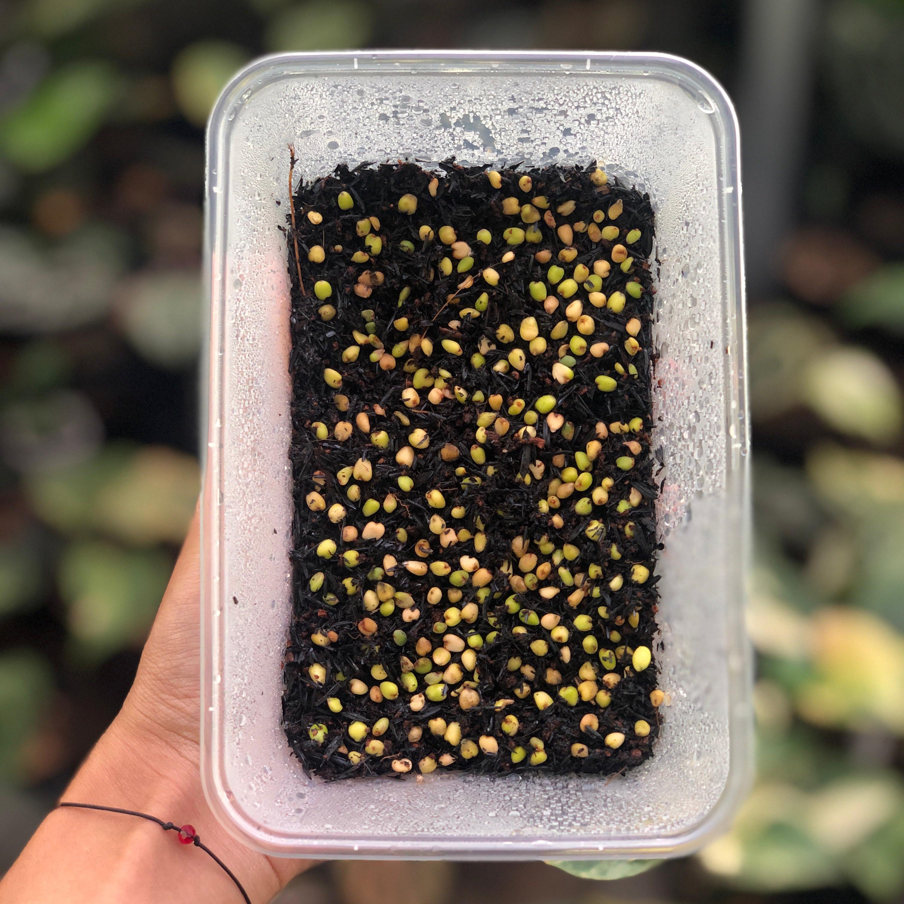 Anthurium Papillilaminum Gunayala x Dresslerii x Self Seed (5 pcs)