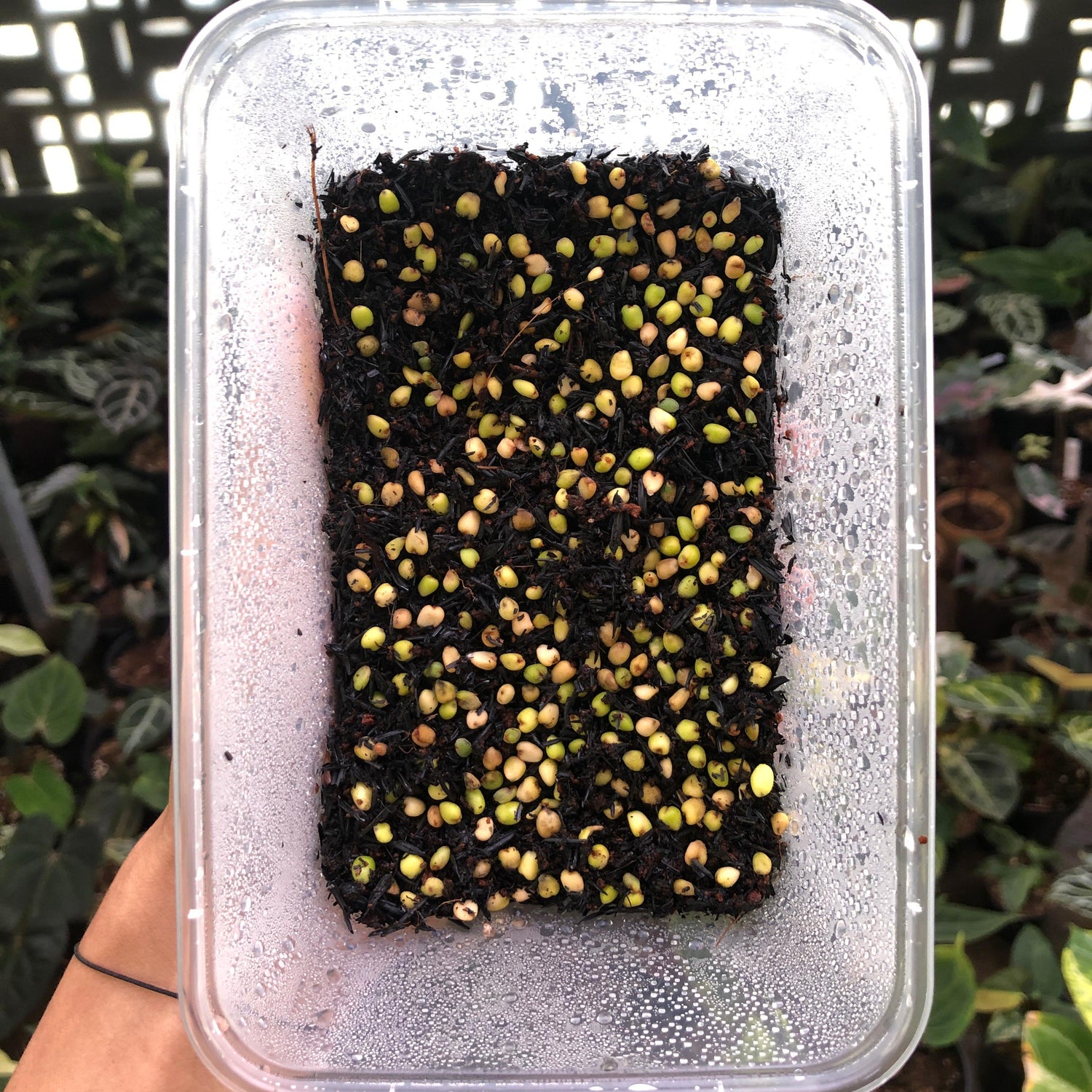 Anthurium Papillilaminum Gunayala x Dresslerii x Self Seed (5 pcs)