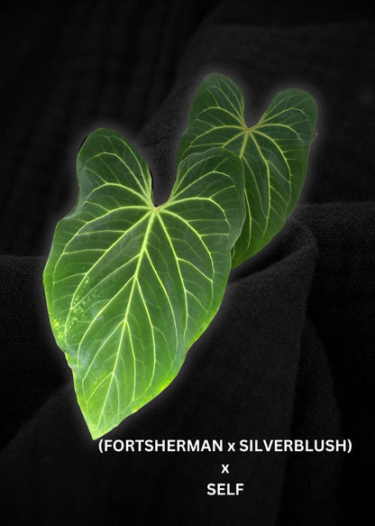 Anthurium Fortsherman x (Silver Blush x Self) Seed (5 pcs)