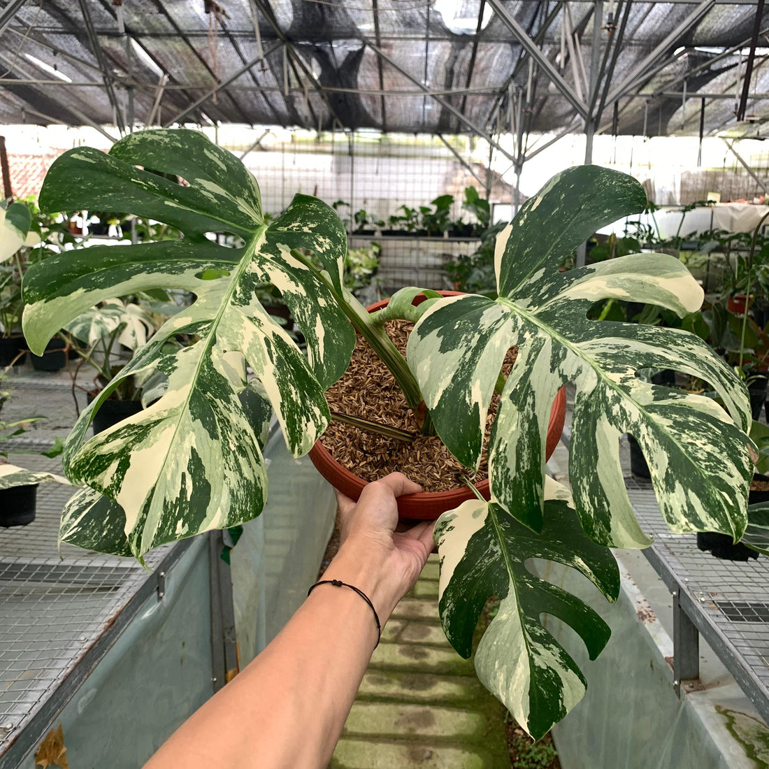 Monstera albo white tiger
