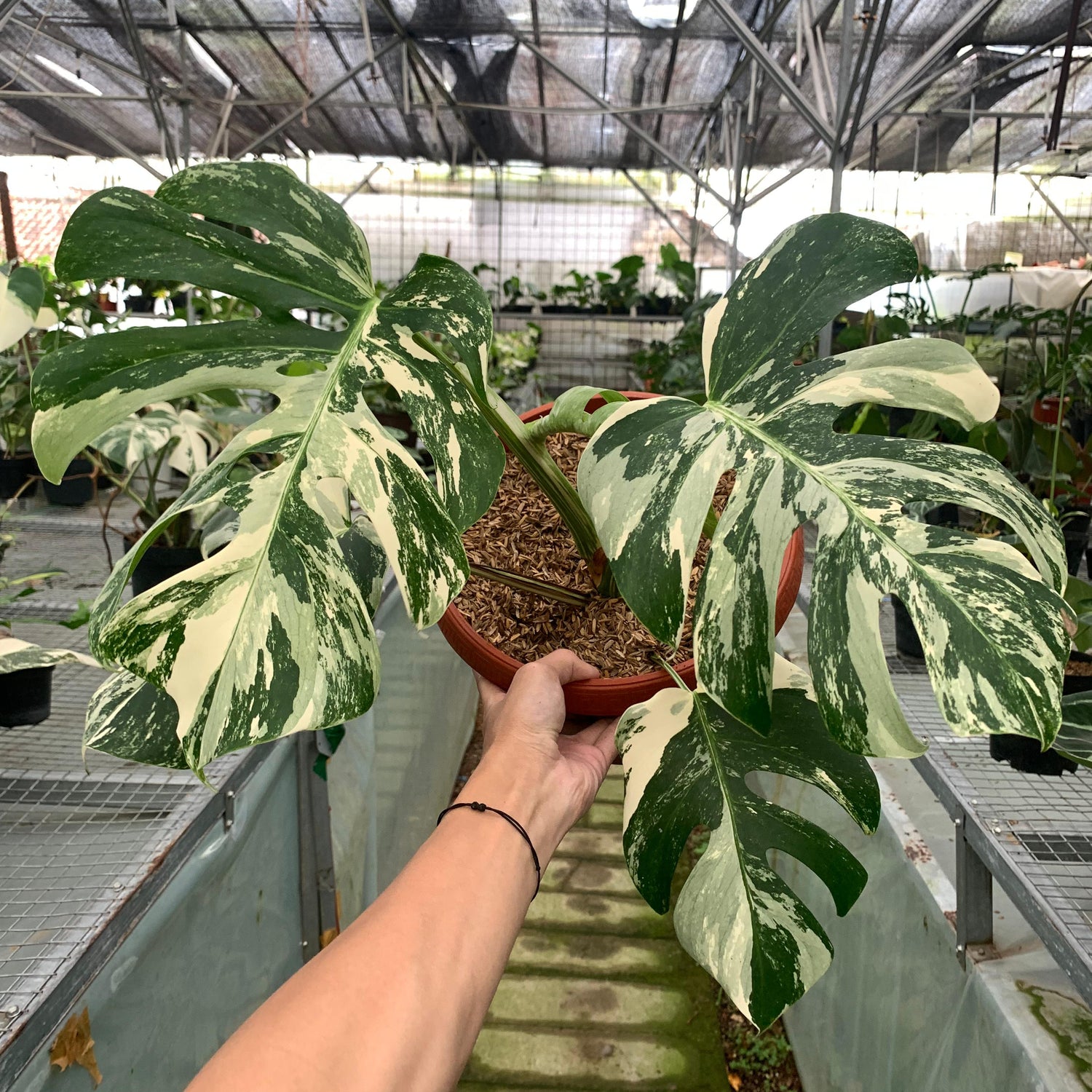 🎁 Monstera albo white tiger (100% off)