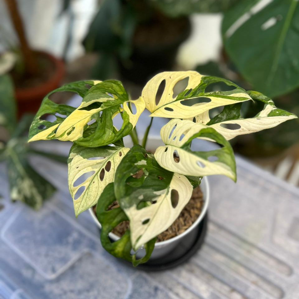 RP54-2 Monstera Adansonii Mint