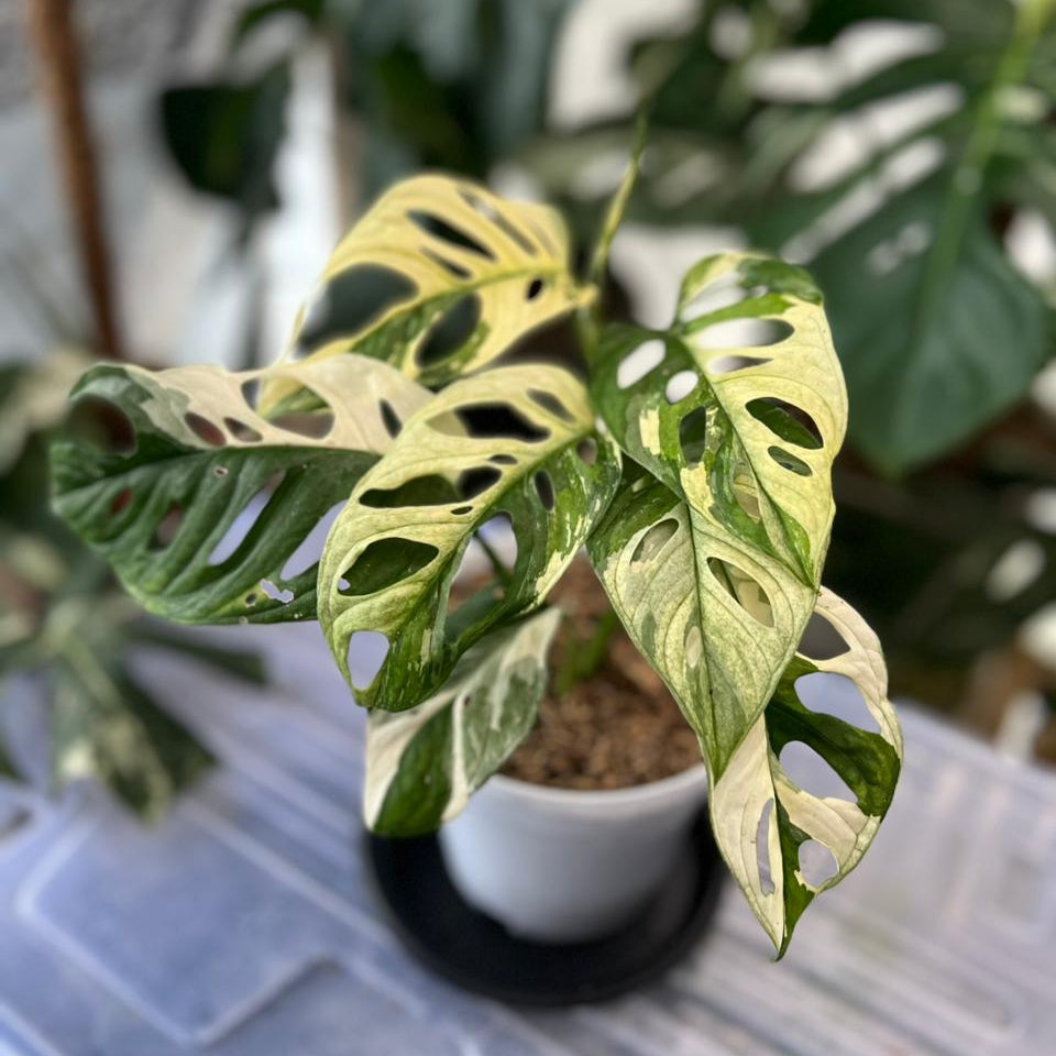 RP55-2 Monstera Adansonii Mint