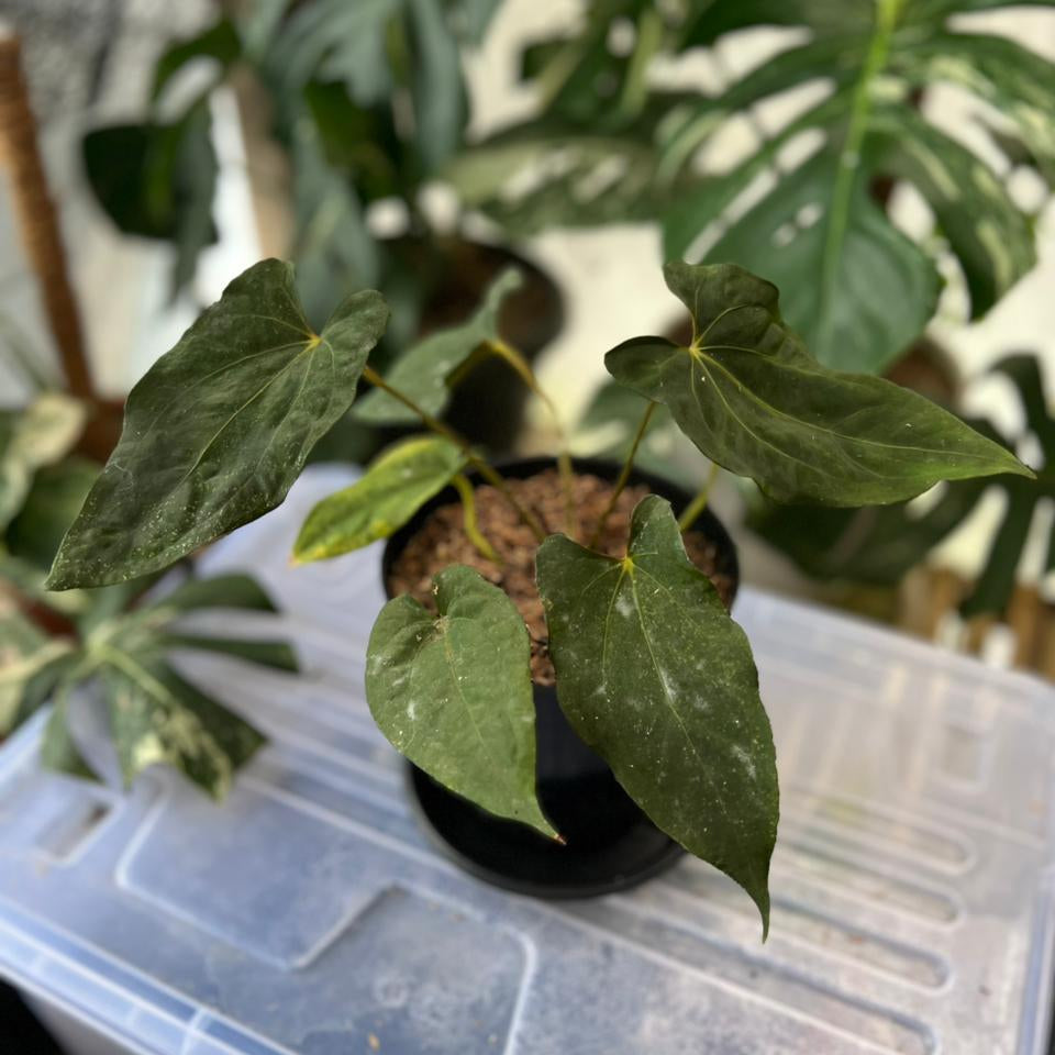 RP56-2 Anthurium Fortsherman Seedling