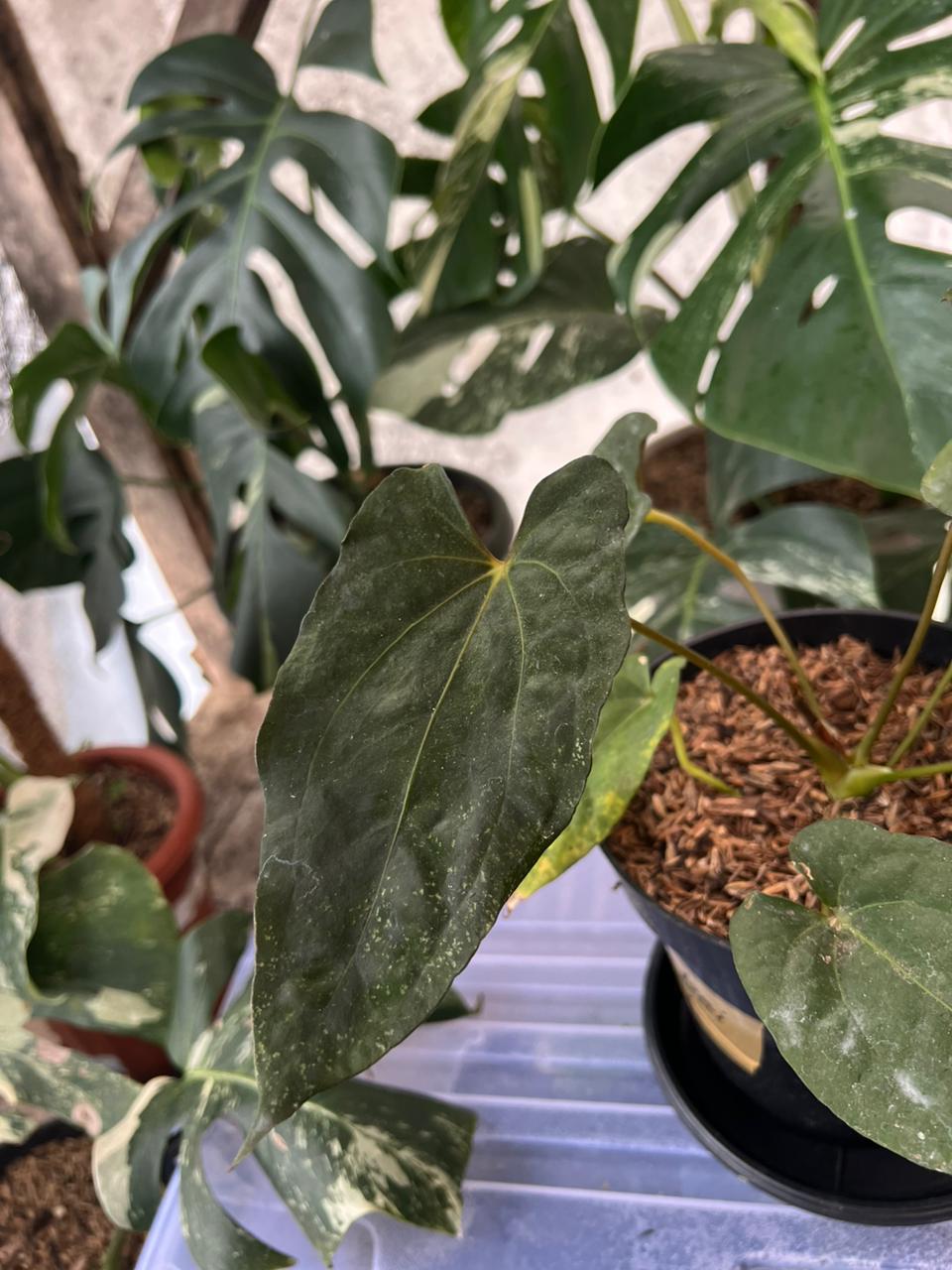 RP56-2 Anthurium Fortsherman Seedling