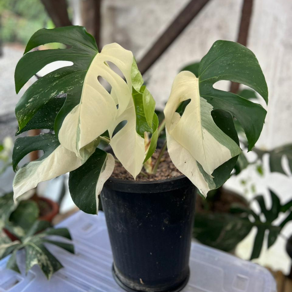 RP57-2 Monstera Albo Half Moon