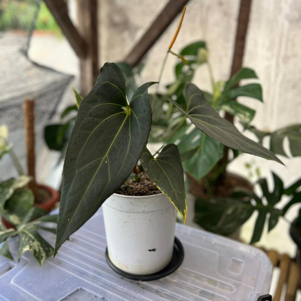 RP58-2 Anthurium Papillilaminum x Porti Mature size