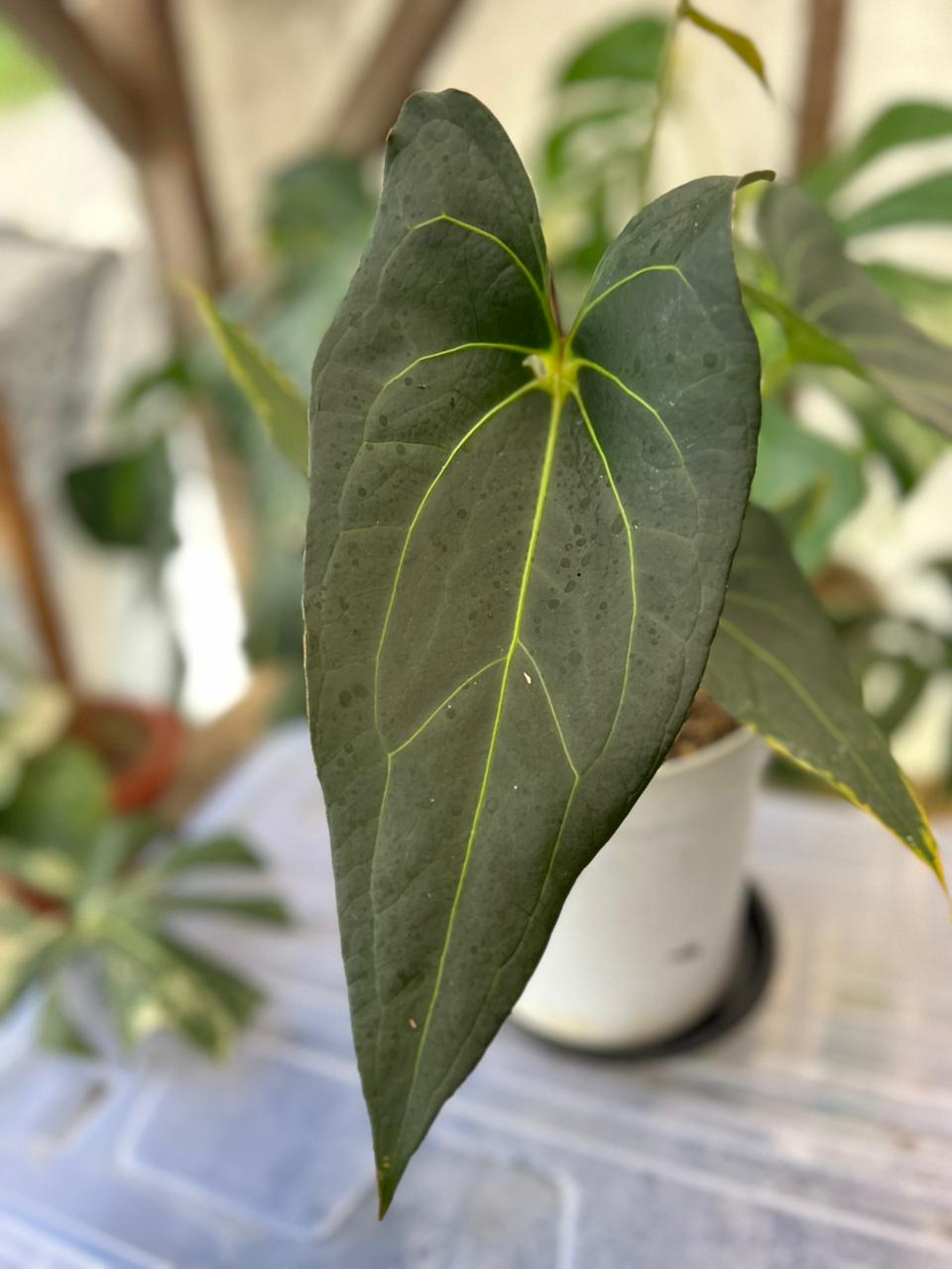 RP58-2 Anthurium Papillilaminum x Porti Mature size