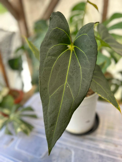 RP58-2 Anthurium Papillilaminum x Porti Mature size