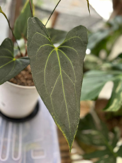 RP58-2 Anthurium Papillilaminum x Porti Mature size