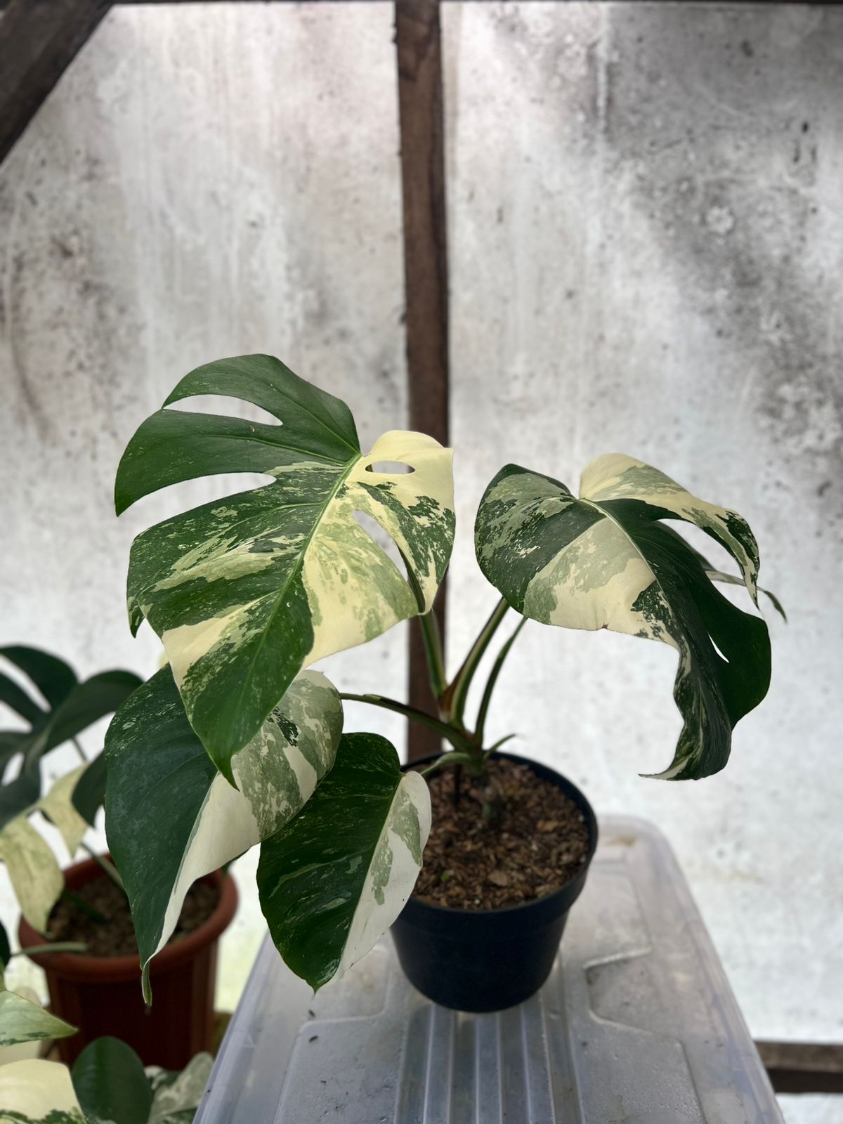 RP84-5 Monstera Albo Variegated