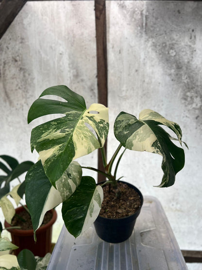 RP84-5 Monstera Albo Variegated