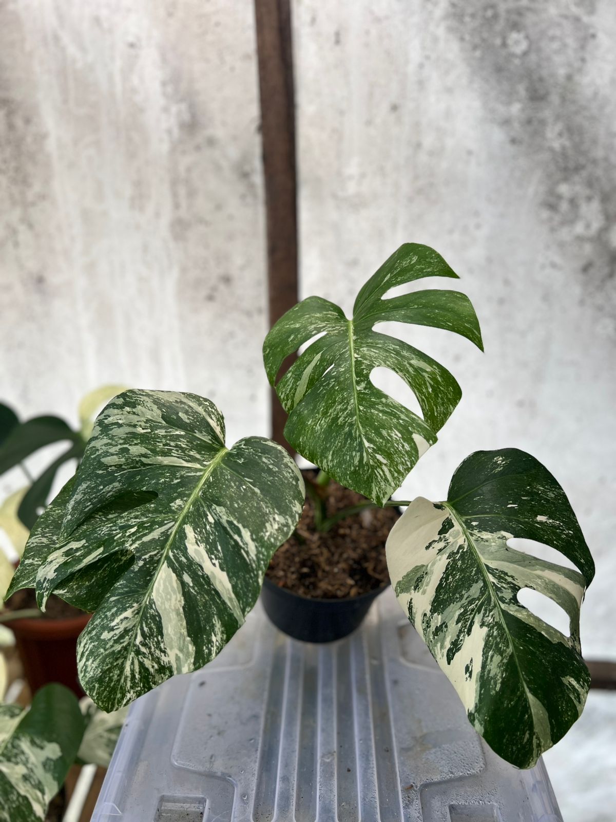RP85-5 Monstera Albo Variegated