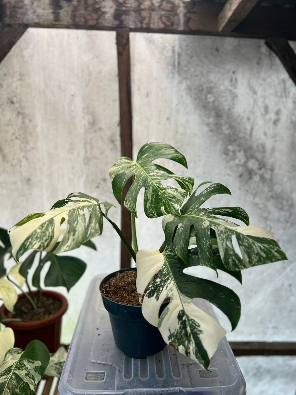 RP86-5 Monstera Albo Variegated