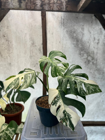 RP86-5 Monstera Albo Variegated