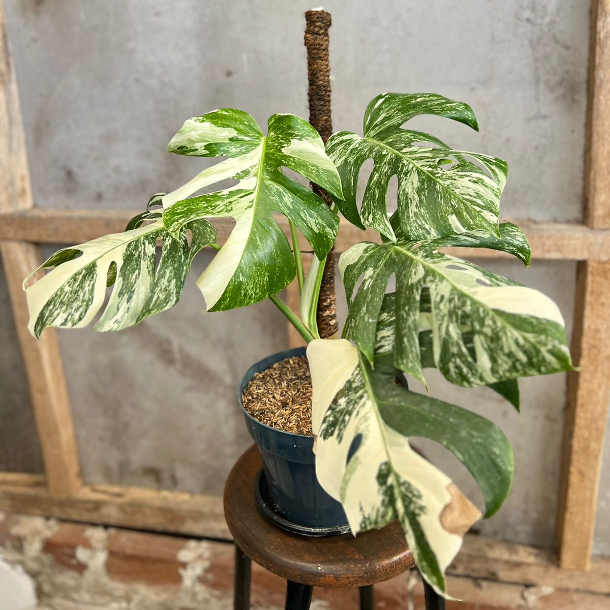 RP96-6 Monstera Albo Variegated