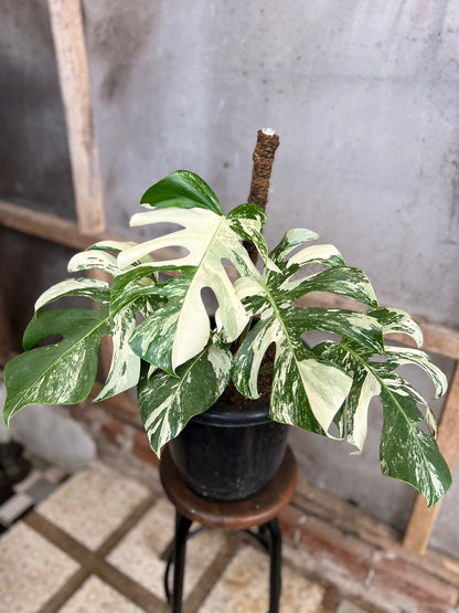 RP97-6 Monstera Albo White Tiger Variegated