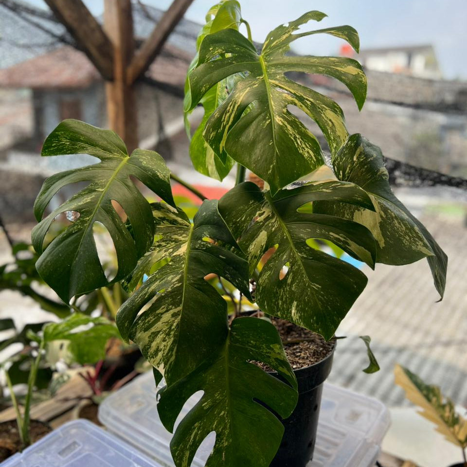 RP98-6 Monstera Albo Variegated Lush