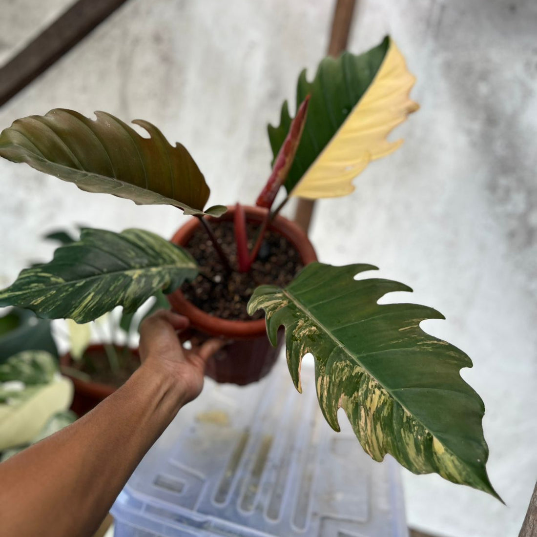 RP99-7 Philodendron Caramel Marble Variegated Mature Size