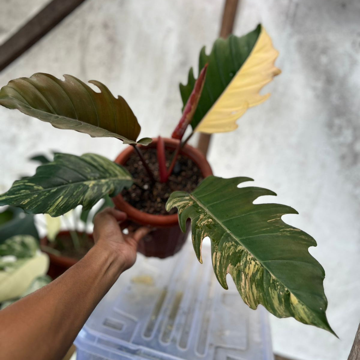 RP99-6 Philodendron Caramel Marble Variegated Mature Size
