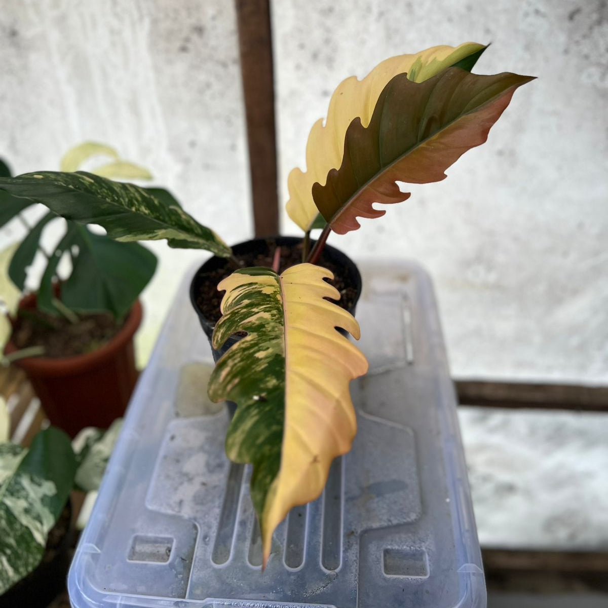 RP100-6	Philodendron Caramel Marble Variegated Mature Size