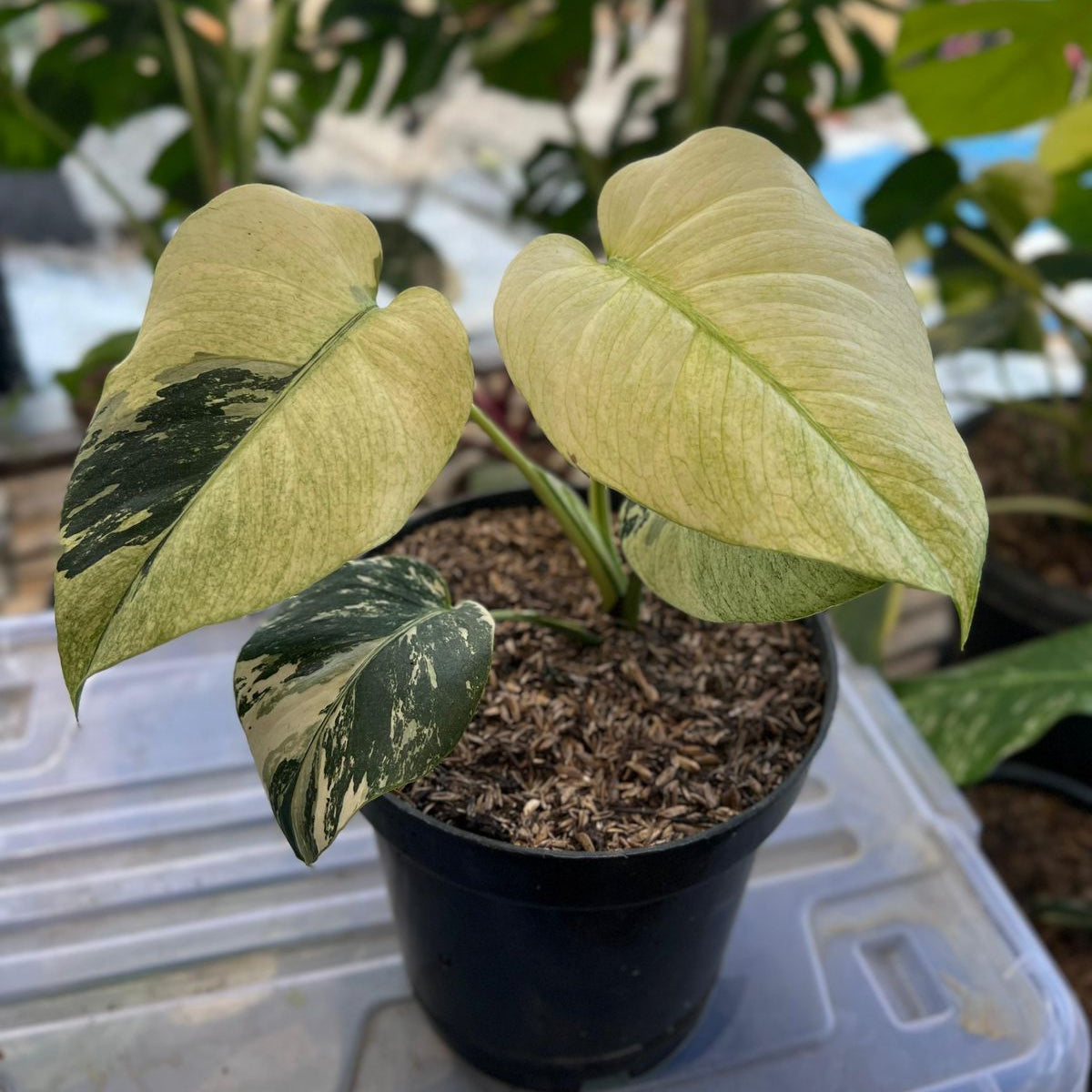 RP101-6 Monstera White Mint