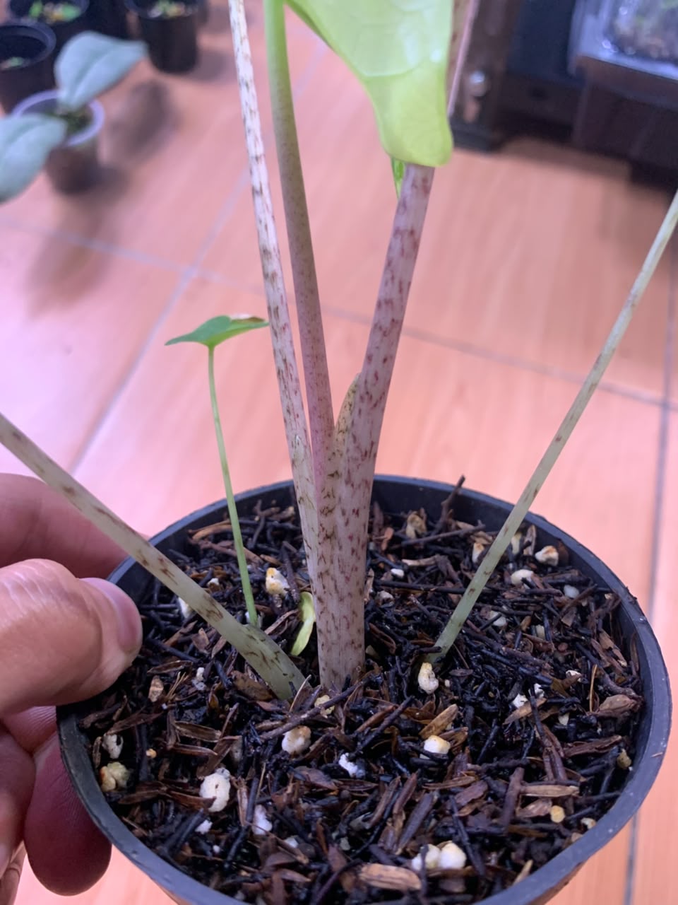 RP104-6	Alocasia Flemingiana Variegated