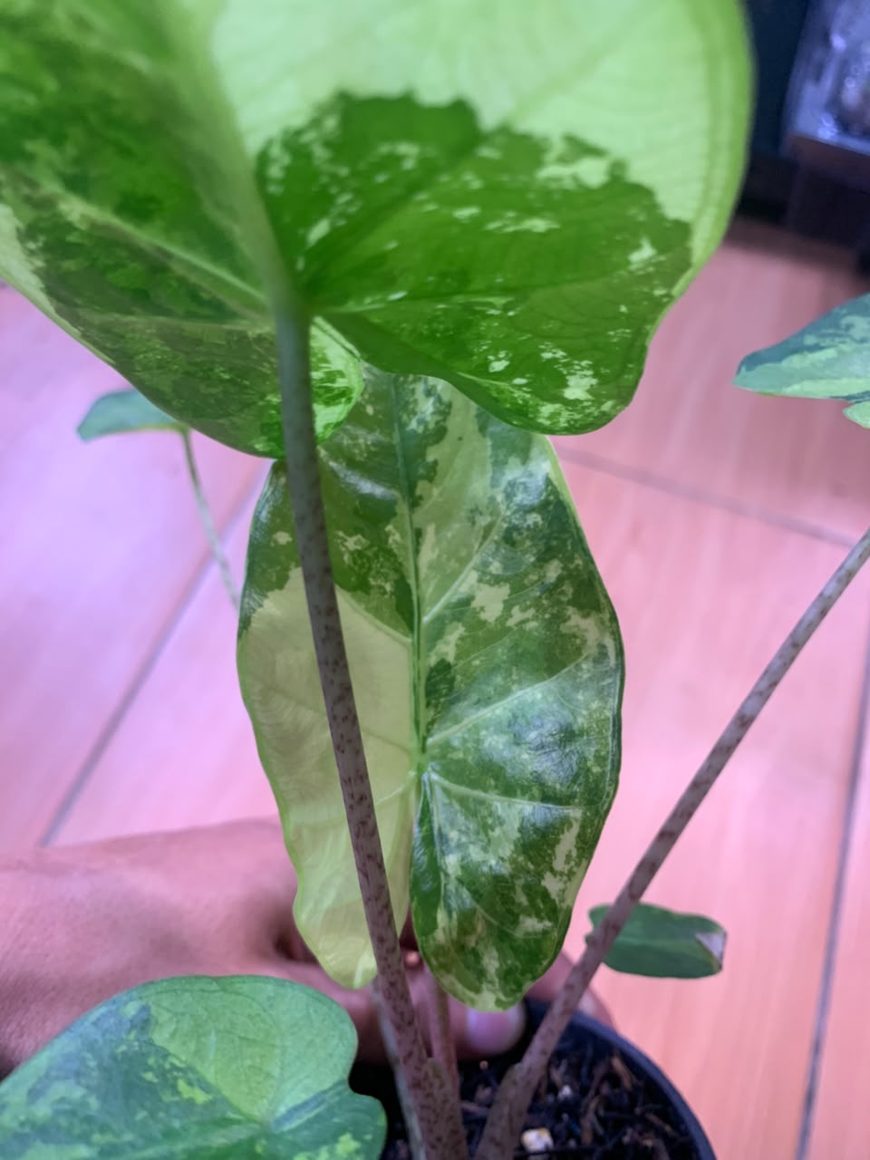 RP104-6	Alocasia Flemingiana Variegated