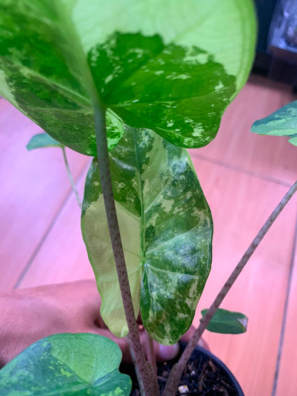 RP104-6	Alocasia Flemingiana Variegated