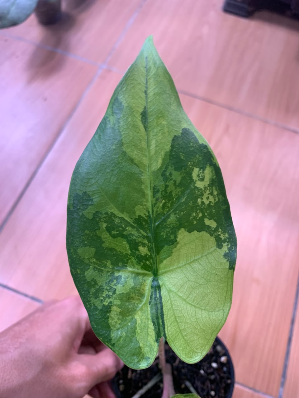 RP104-6	Alocasia Flemingiana Variegated