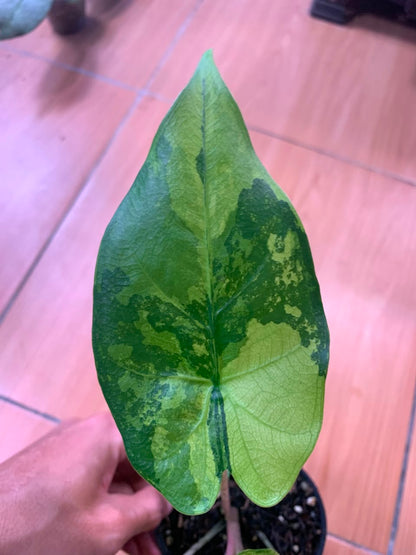 RP104-6	Alocasia Flemingiana Variegated