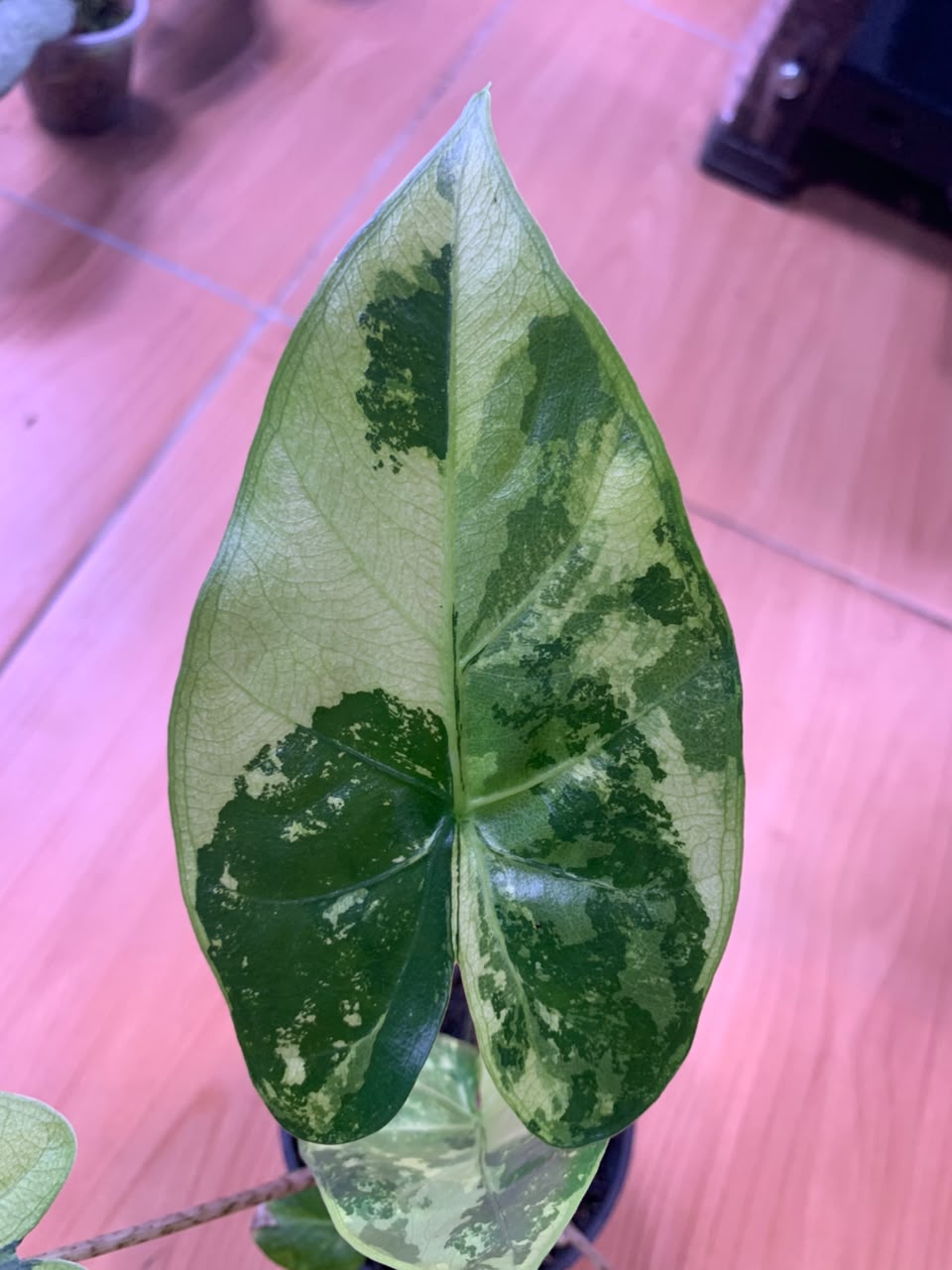 RP104-6	Alocasia Flemingiana Variegated