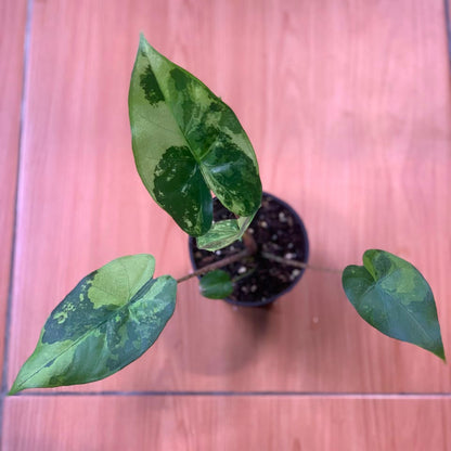 RP104-6	Alocasia Flemingiana Variegated