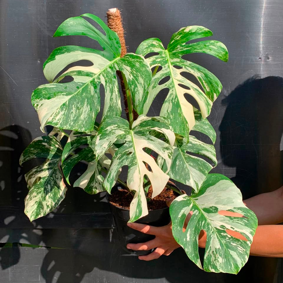 RP106-6	Monstera Albo White Tiger Variegated Lush