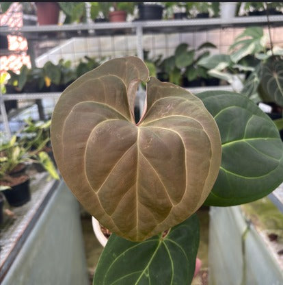 RP2-9 Anthurium Hoffmani Hybrid